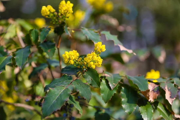 Bokor Virágzó Sárga Virágokkal Tavasz Napján Közelkép — Stock Fotó