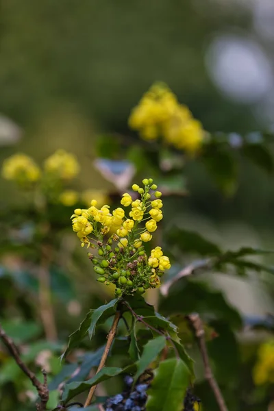 Shrub Blooming Yellow Flowers Spring Day Closeup — Stock Photo, Image