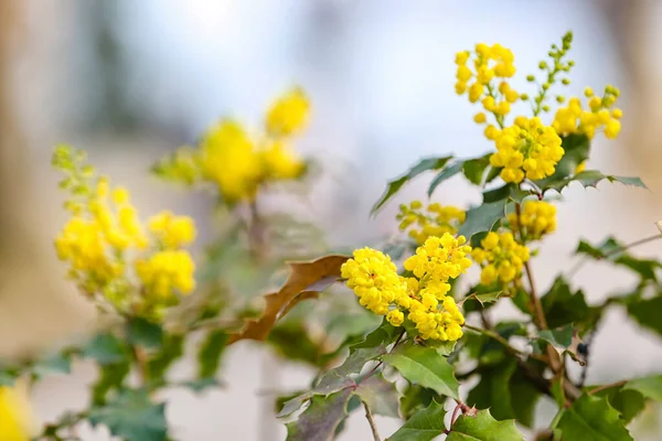 Bahar Günü Çiçek Açan Sarı Çiçeklerle Çalılar Yakın Plan — Stok fotoğraf