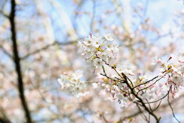 Blooming Sakura Branches Spring Day Closeup — Stock Photo, Image