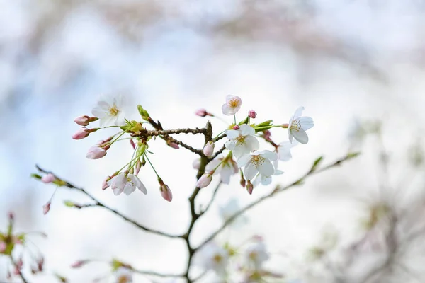 Blooming Sakura Branch Spring Day Closeup — Stock Photo, Image