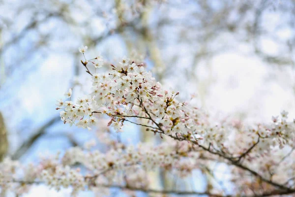 春の日に桜の枝を咲かせます — ストック写真