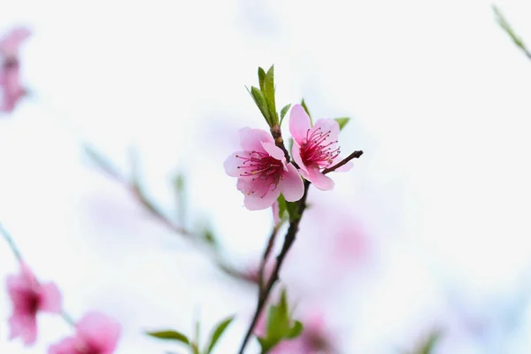 Rameau Sakura Fleurs Jour Printemps Gros Plan — Photo
