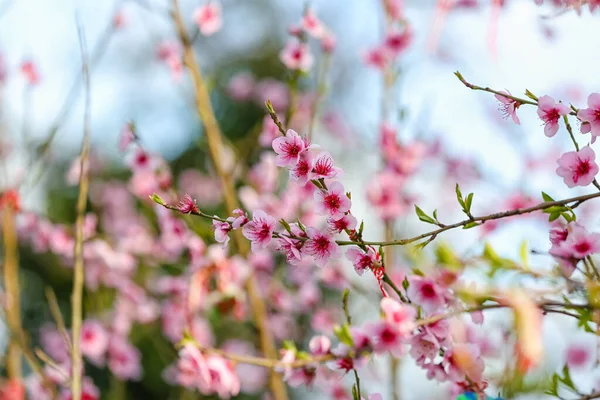 Blooming Sakura Branches Spring Day Closeup — Stock Photo, Image