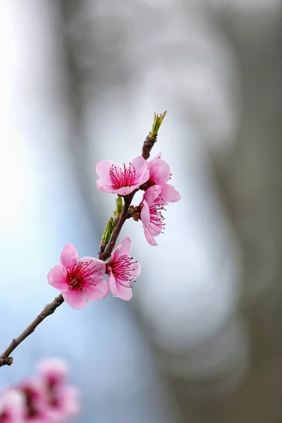 Blooming Sakura Branch Spring Day Closeup — Stock Photo, Image
