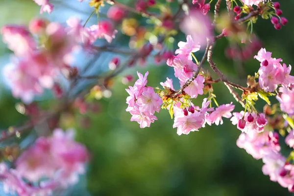Blühende Sakura Zweige Frühlingstag Nahaufnahme — Stockfoto
