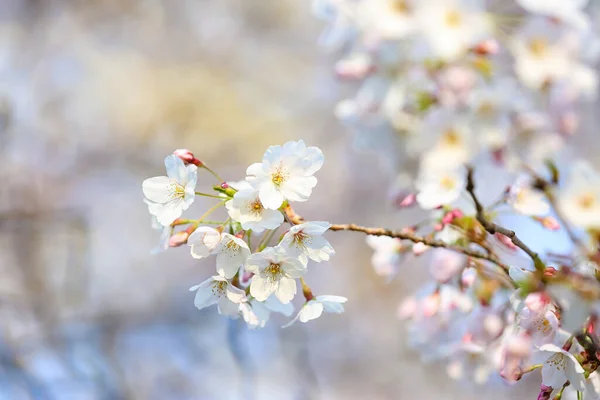 Florecientes Ramas Cerezo Día Primavera Primer Plano —  Fotos de Stock