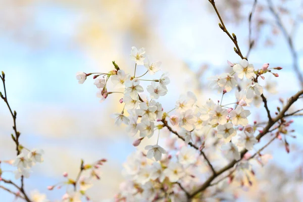 Blooming Cherry Branches Spring Day Closeup — Stock Photo, Image