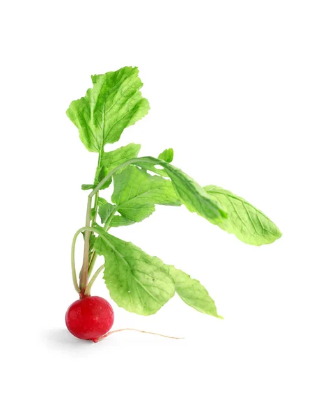 stock image Fresh radish with leaves on white background