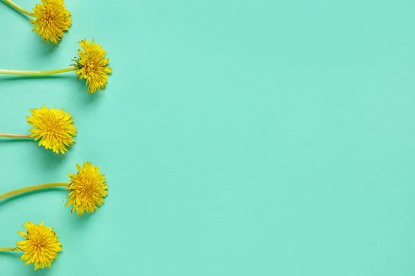 Bright Yellow Dandelions Turquoise Background — Stock Photo, Image