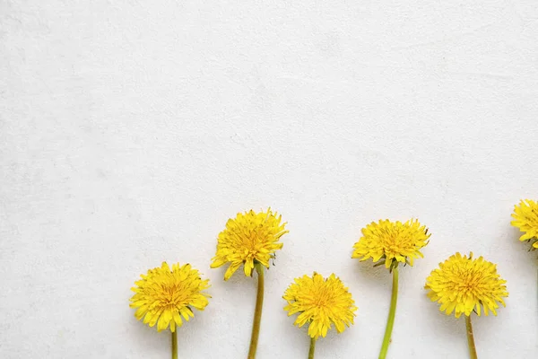Bright Yellow Dandelions White Background — Stock Photo, Image