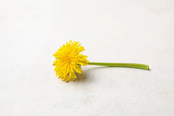 Bright Yellow Dandelion White Background — Stock Photo, Image