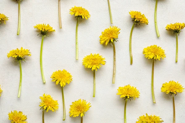 stock image Bright yellow dandelions on white background