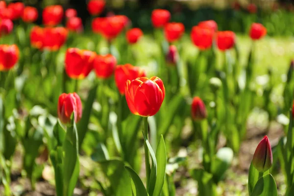 Beautiful Red Tulips Spring Day Closeup — Stock Photo, Image