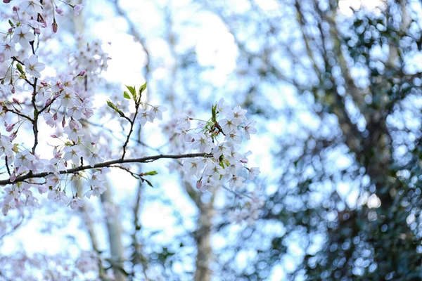 Сакура Дерево Цветущими Цветами Весенний День Крупный План — стоковое фото