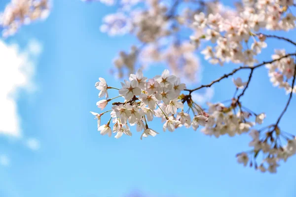 Sakura Árbol Con Flores Flor Día Primavera Primer Plano —  Fotos de Stock