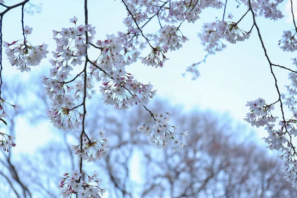 Sakura Tree Blooming Flowers Spring Day Closeup — Stock Photo, Image