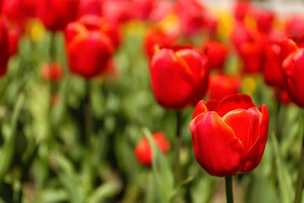 Beautiful Red Tulip Spring Day Closeup — Stock Photo, Image