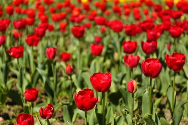 Beautiful Red Tulips Spring Day Closeup — Stock Photo, Image