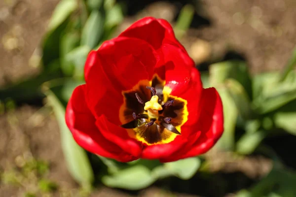 Belle Tulipe Rouge Jour Printemps Gros Plan — Photo