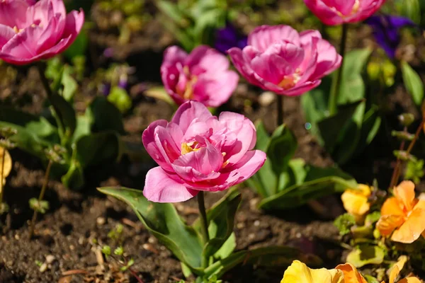 Beautiful Pink Tulip Spring Day Closeup — Stock Photo, Image