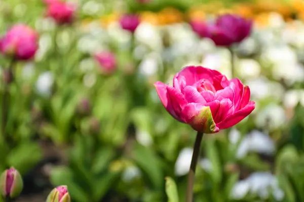 Beautiful Pink Tulip Spring Day Closeup — Stock Photo, Image