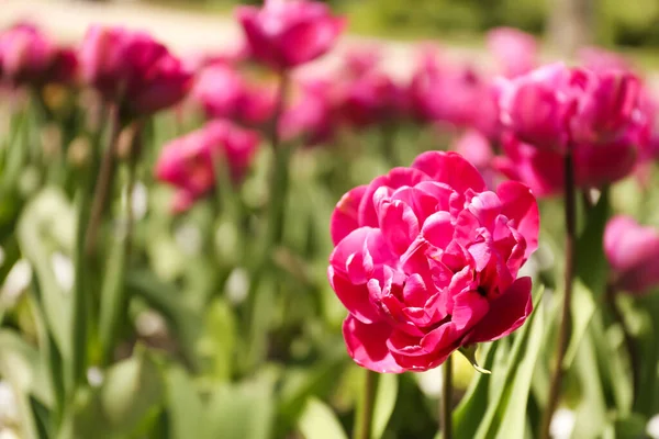Bright Pink Tulip Spring Day Closeup — Stock Photo, Image