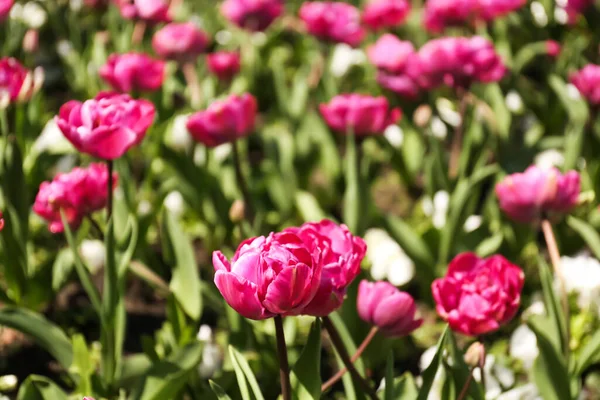 Bright Pink Tulips Spring Day Closeup — Stock Photo, Image