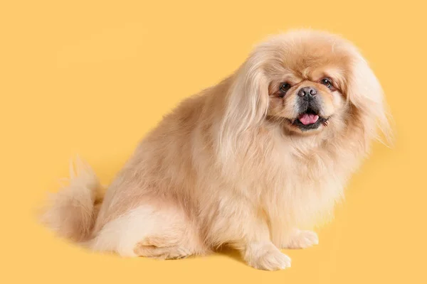 Cute Dog Yellow Background —  Fotos de Stock