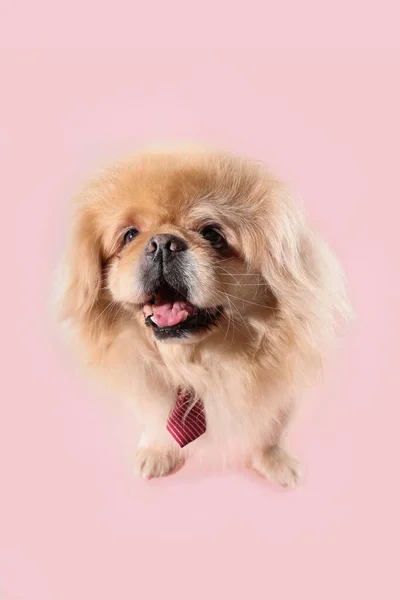 粉红背景领带可爱的狗 — 图库照片