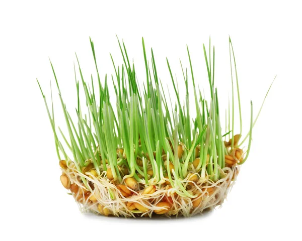 Fresh Wheatgrass White Background — Stock Photo, Image