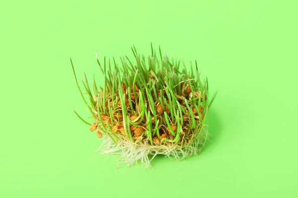 Fresh Wheatgrass Green Background — Stock Photo, Image