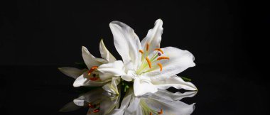 siyah arka plan üzerinde güzel zambak