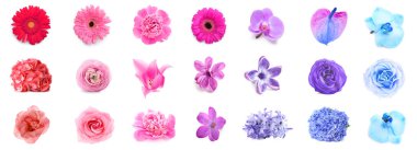 Beyaz arka planda bir sürü güzel çiçek.