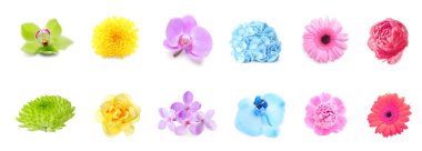 Beyaz arka planda bir sürü güzel çiçek.