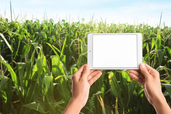 Yeşil Mısır Tarlasında Tablet Bilgisayarlı Bir Çiftçi Tasarım Için Pankart — Stok fotoğraf