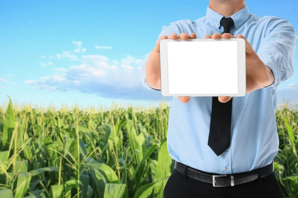 Farmer Tabletem Zielonym Polu Kukurydzy Baner Projektowania — Zdjęcie stockowe