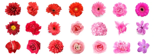 stock image Set of many beautiful flowers on white background