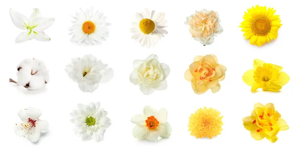 Набір Багатьох Красивих Квітів Білому Тлі — стокове фото