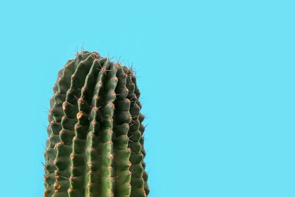 Cactus Blauwe Achtergrond — Stockfoto