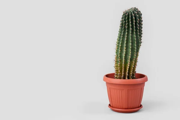 Kruka Med Kaktus Grå Bakgrund — Stockfoto