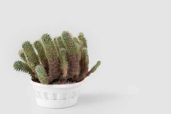 Pot Avec Cactus Sur Fond Gris — Photo