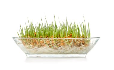 Beyaz arka planda taze buğday çimi olan konteyner