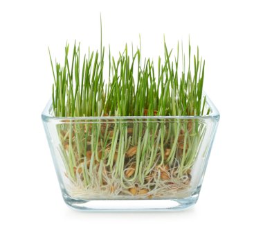 Beyaz arka planda taze buğday çimi olan konteyner