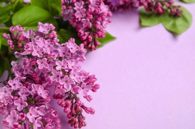 Renk arkaplanında çiçek açan leylak çiçekleri