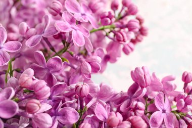 Arkaplan olarak açan leylak çiçekleri, yakın plan