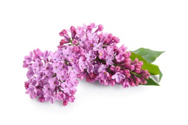 Beyaz arka planda çiçek açan leylak çiçekleri