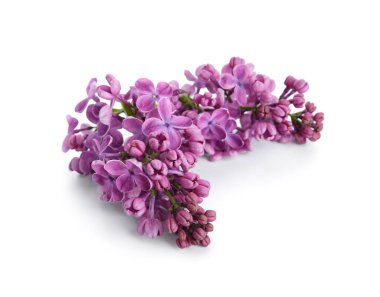 Beyaz arka planda çiçek açan leylak çiçekleri