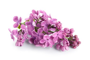 Beyaz arka planda çiçek açan leylak çiçekleri