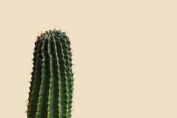Kaktus Beige Bakgrund Närbild — Stockfoto